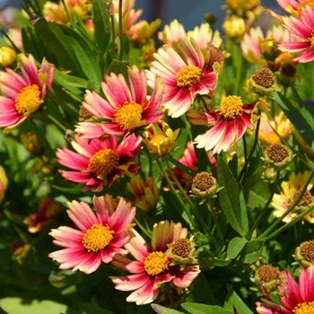 Coreopsis grandiflora 'DCORSOSB' PP26757P3