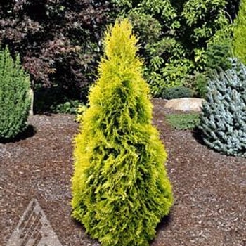 Thuja occidentalis 'Jantar' 