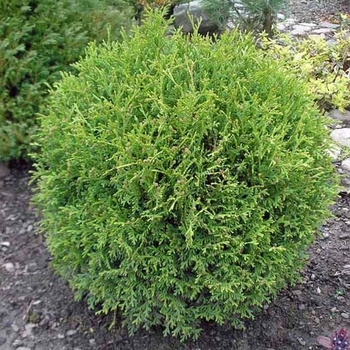 Thuja occidentalis 'Little Giant' 
