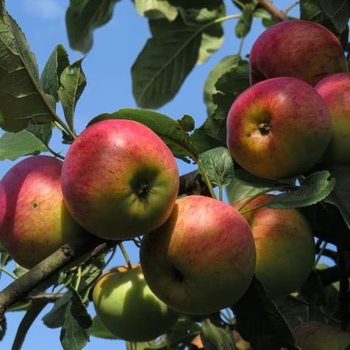Malus 'Haralson' 