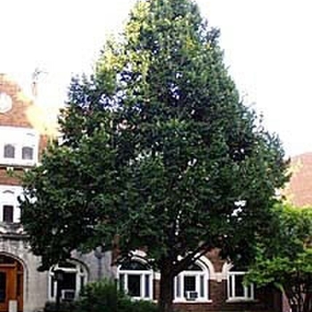 Tilia cordata 'Greenspire'
