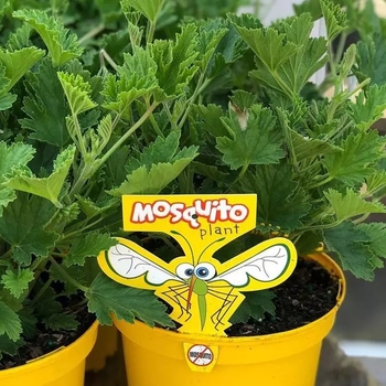 Pelargonium citrosum 'Petite Leaf' 