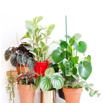 Peperomia 'Multiple Varieties' 