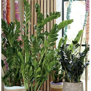 Zamioculcas zamiifolia