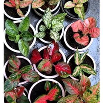 Aglaonema 