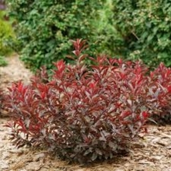 Ribes alpinum 'Green Mound' 