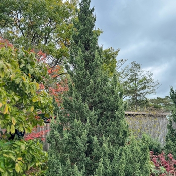Juniperus chinensis 'Fairview' 