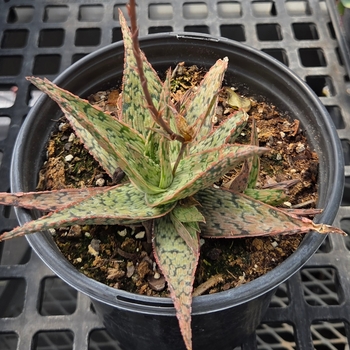 Aloe 'Pink Blush' 