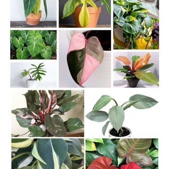 Philodendron 'Multiple Varieties'