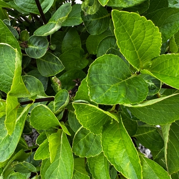 Hydrangea macrophylla 'Camch045' PP22,193