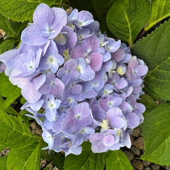 Hydrangea macrophylla 'Monmar' PP25,209