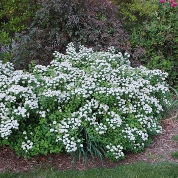 Spiraea betulifolia 'Tor' 