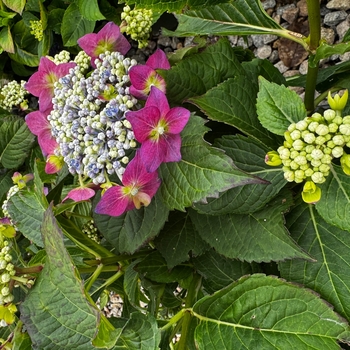 Hydrangea macrophylla 'SMMAKF2MT' PPAF