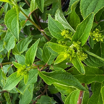 Hydrangea paniculata 'SMHPMWMH' USPP23654P2