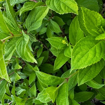Hydrangea paniculata 'SMHPCW' PPAF