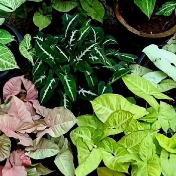 Syngonium podophyllum