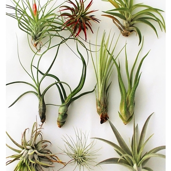 Tillandsia 