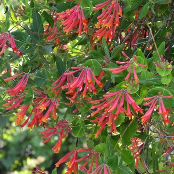 Lonicera sempervirens 'Honey Coral' 