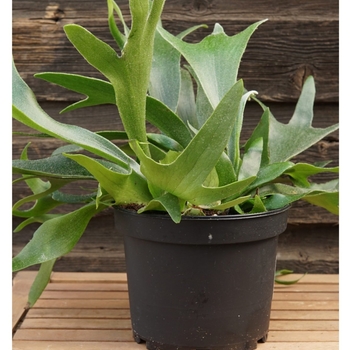 Platycerium bifurcatum