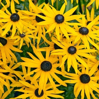 Rudbeckia fulgida var. speciosa
