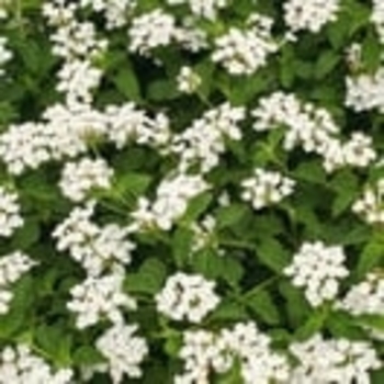 Lantana montevidensis 'Monma' 