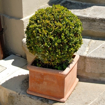 Buxus microphylla var. koreana 'Titan' 