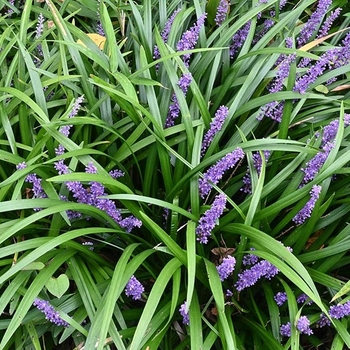 Liriope muscari 'Evergreen Giant' 