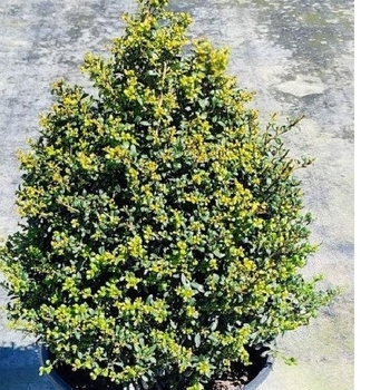 Ilex crenata 'Beehive' 
