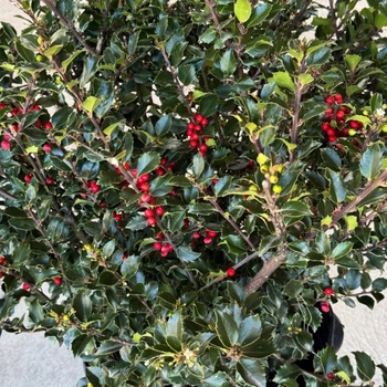 Ilex x meserveae 'Blue Duet' 
