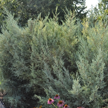 Juniperus scopulorum 'Tabletop' 