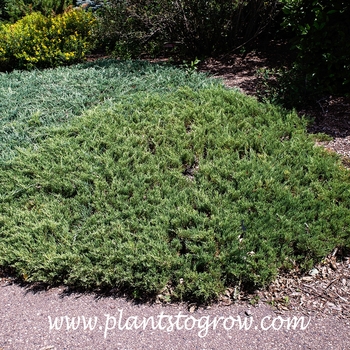 Juniperus horizontalis 'Plumosa Compacta' 