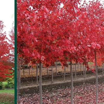 Acer rubrum 'Northwood&trade;' 15,314,048