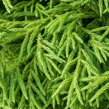 Cryptomeria japonica 'Spiralis' 