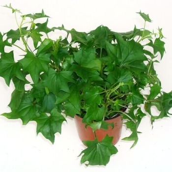 Senecio mikanioides