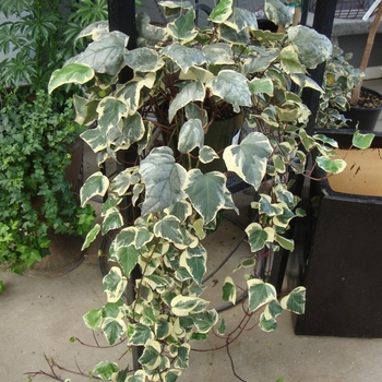 Hedera algeriensis 'Gloire de Marengo' 