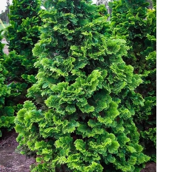 Chamaecyparis obtusa 'Compacta' 