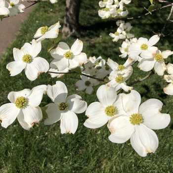 Cornus florida 'Super Princess' 