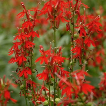 Lobelia cardinalis 'Queen Victoria' 