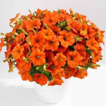 Petunia 'Inferno The Orange!' 