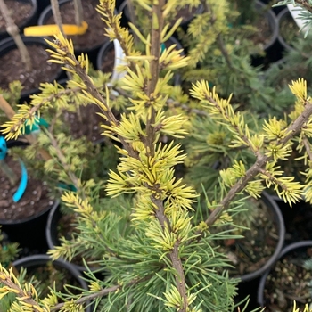 Cedrus atlantica 'Silberspitz (Silver Tip)' 