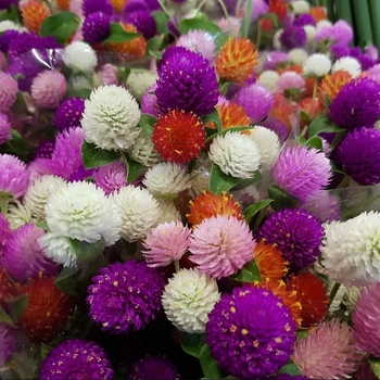 Gomphrena globosa