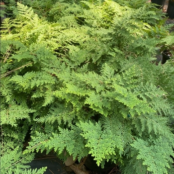 Selaginella braunii