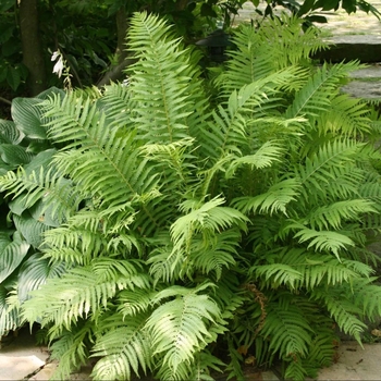 Dryopteris affinis 'The King' 