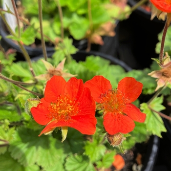 Geum coccineum 'Koi' 