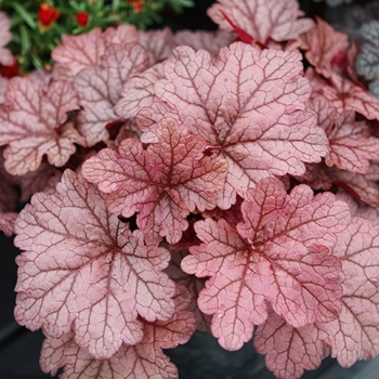 Heuchera 'Jersey Red' 