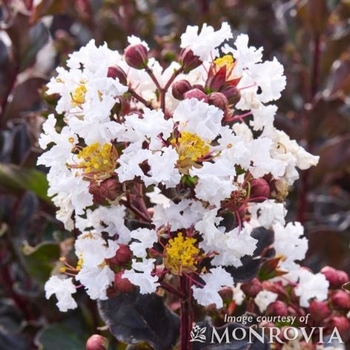 Lagerstroemia indica 'HOCH631' PP21556