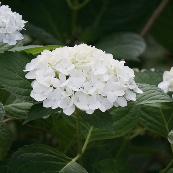 Hydrangea macrophylla 'Sister Theresa' 