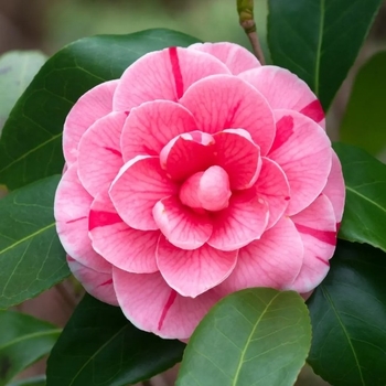 Camellia japonica 'Dad's Pink' 