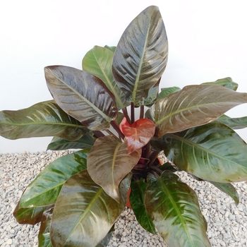 Philodendron 'Imperial Red'