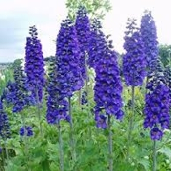 Delphinium elatum 'Black Knight' 